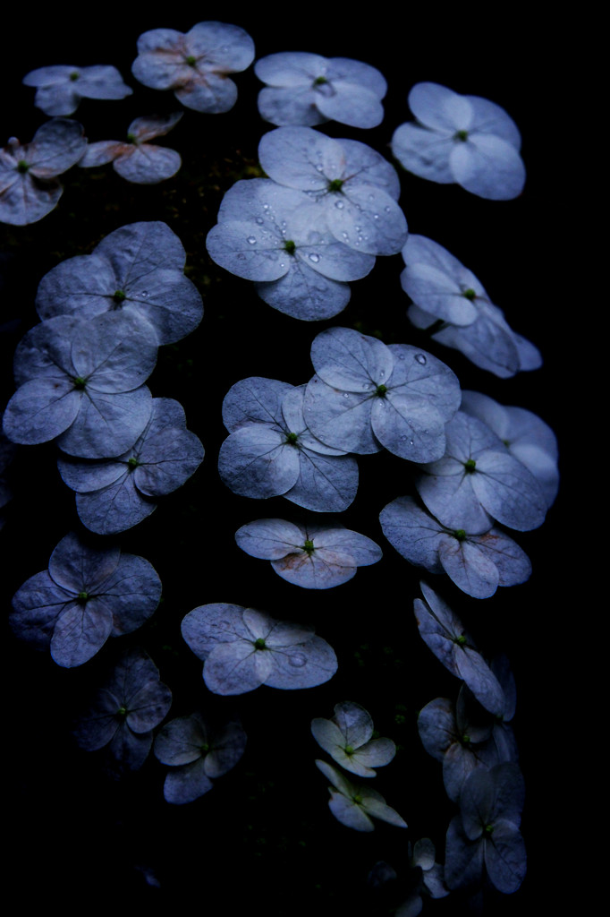 P6090791