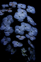 P6090791
