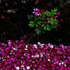 sakura1