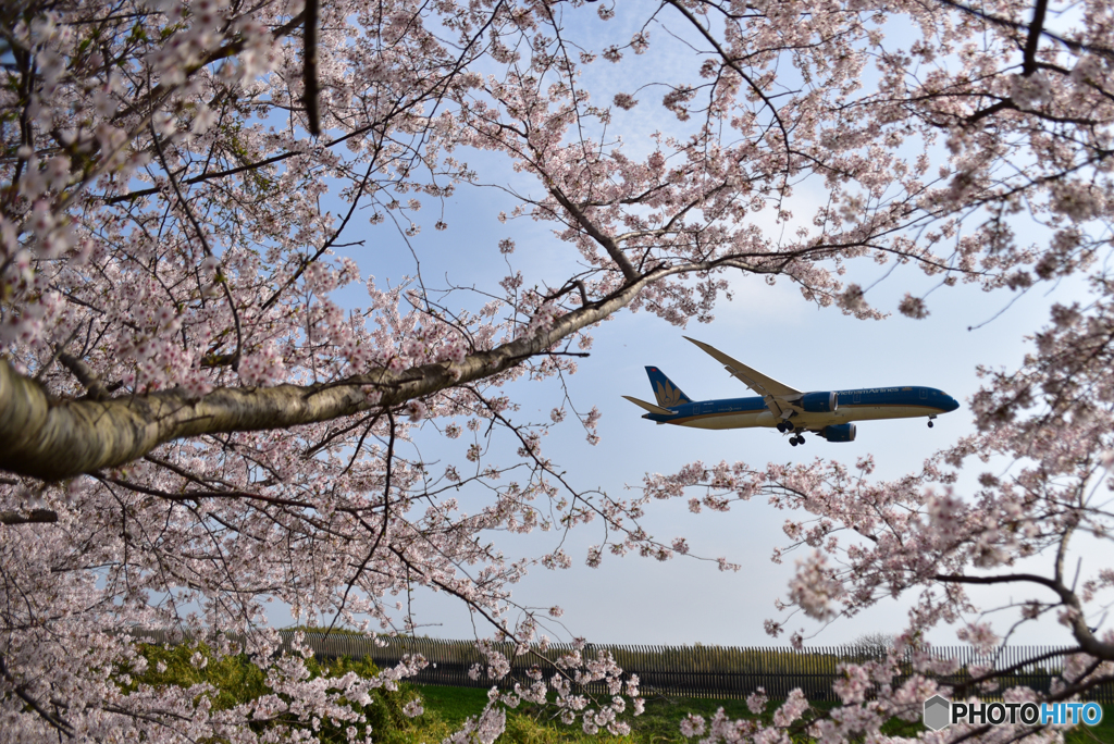 桜と蓮
