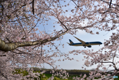 桜と蓮