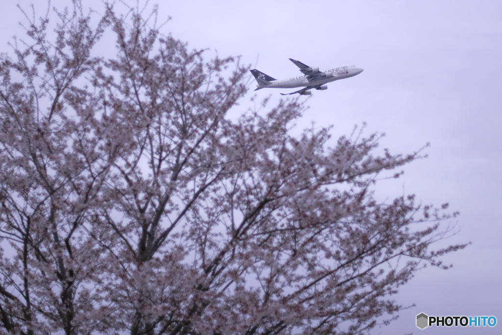 薄暮の桜
