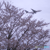 薄暮の桜