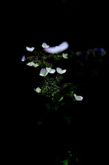 P6090837