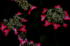P6161068