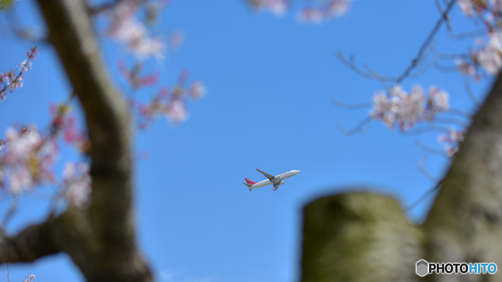 さくらと737