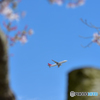 さくらと737