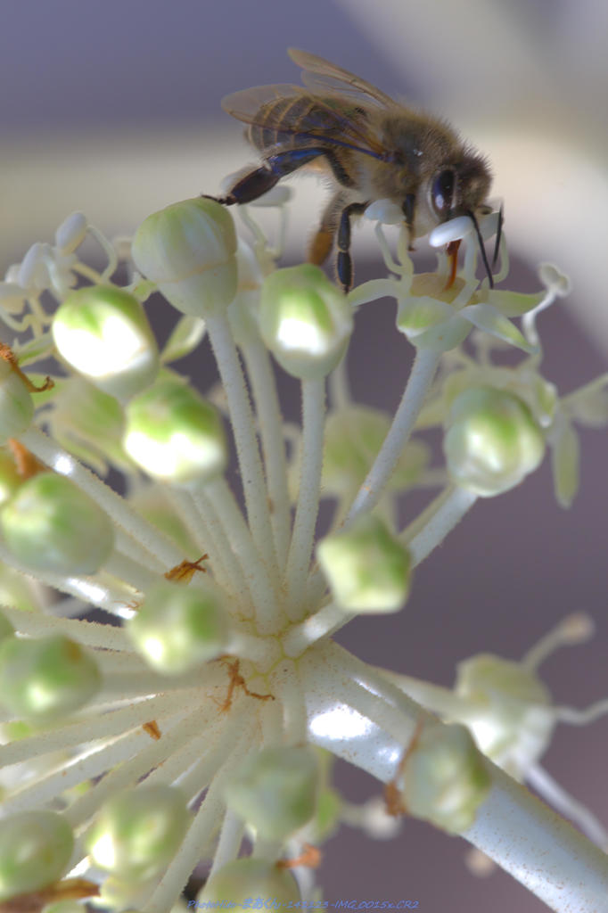 ミツバチとヤツデの花