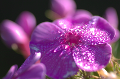朝露がいっぱい　オイランソウの花