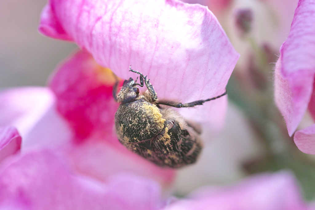 ピンクの光の中で・カナブンと？の花