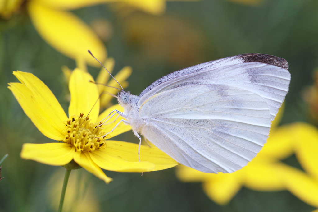 モンシロとハルシャギク　（ＳＤ１メリル）