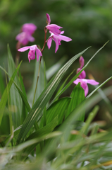 シランの花