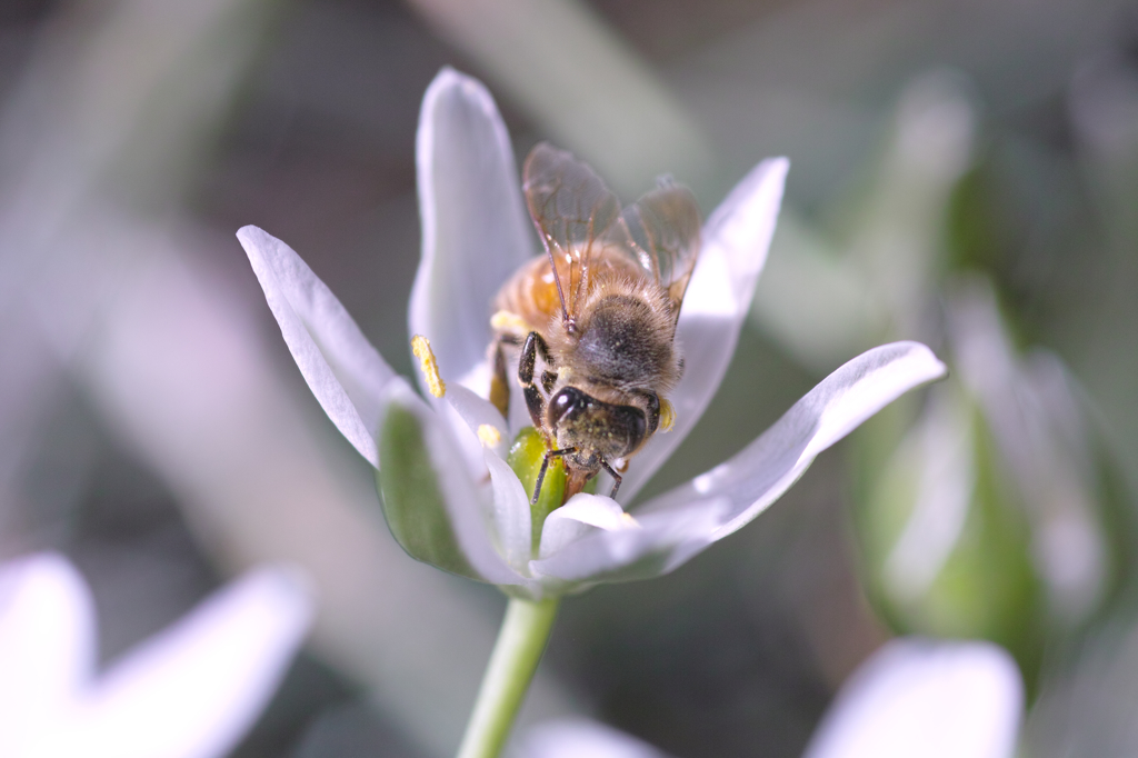 ミツバチとオオアマナの花