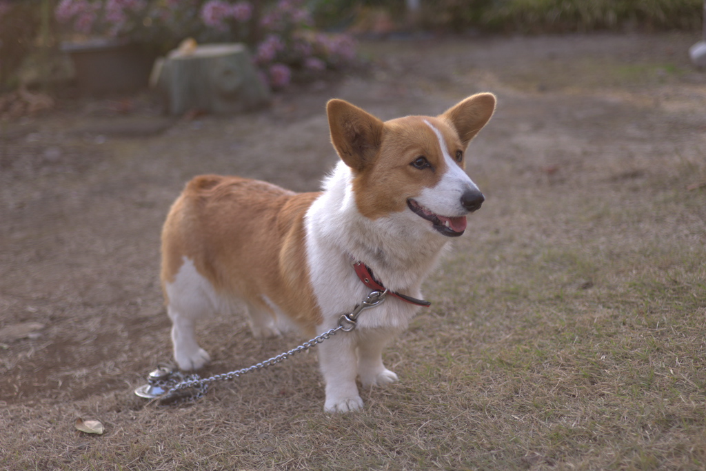 わんちゃん