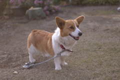 わんちゃん