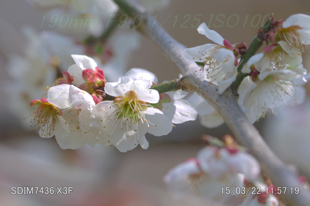 梅の花