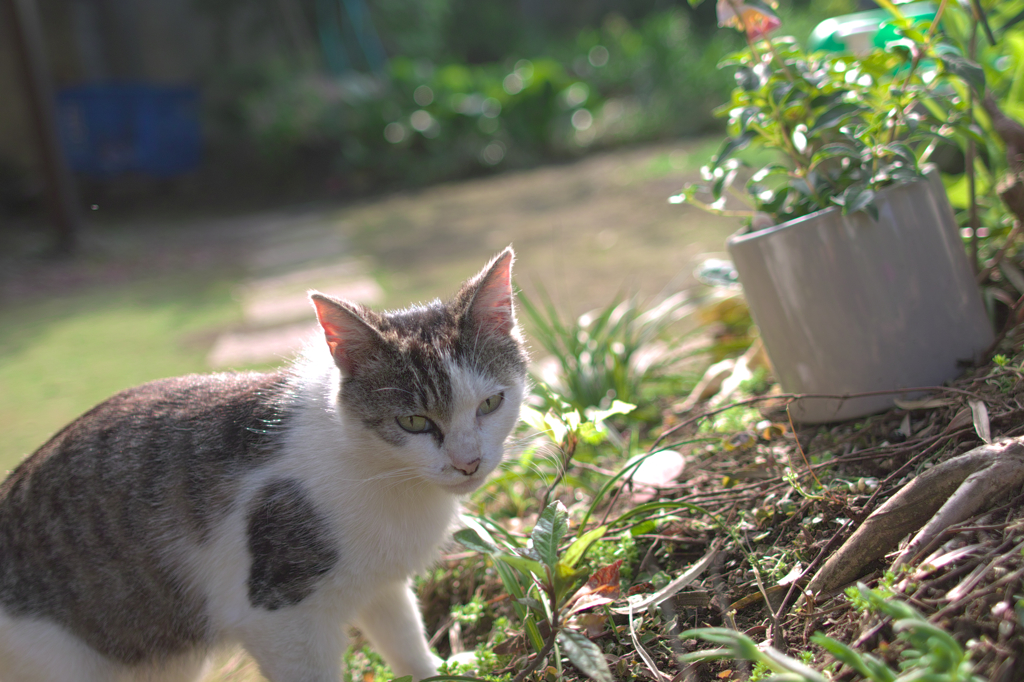 ②さよなら、ノラ猫　～　にらむなよ　　115