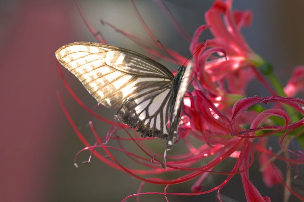 夢幻　　アゲハ・ＩＮ・曼珠沙華　２