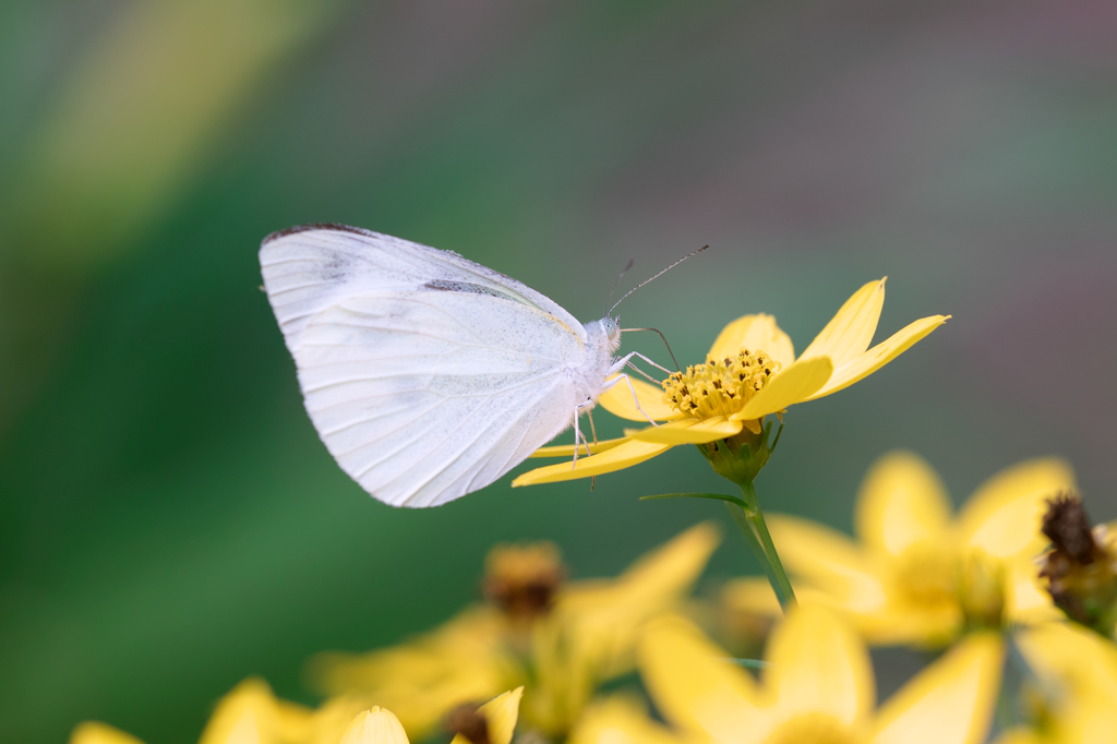 モンシロとハルシャギク　（ＳＤ１５）