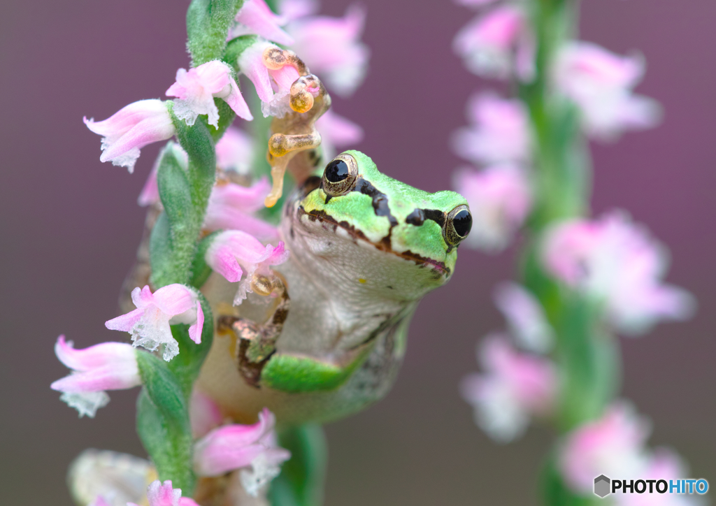 アマガエルとねじ花