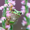 アマガエルとねじ花