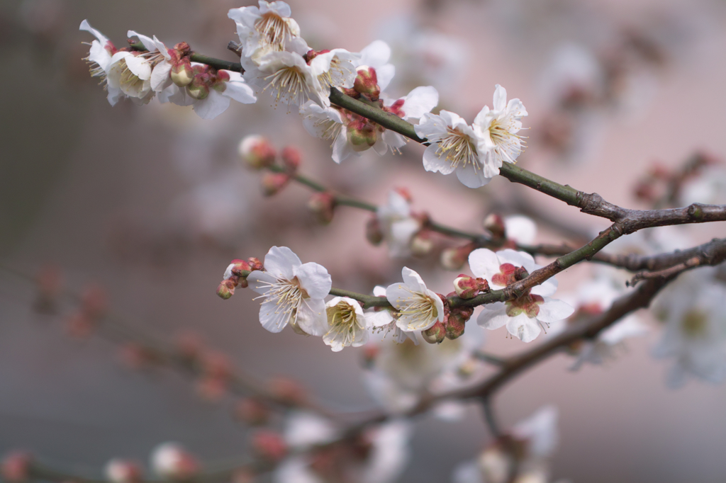 梅の花