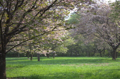 里山の春　遅咲き桜吹雪 　 1795