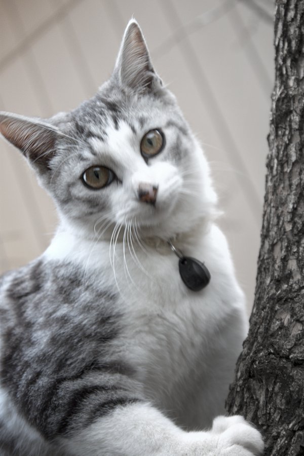 柿木にねこ2