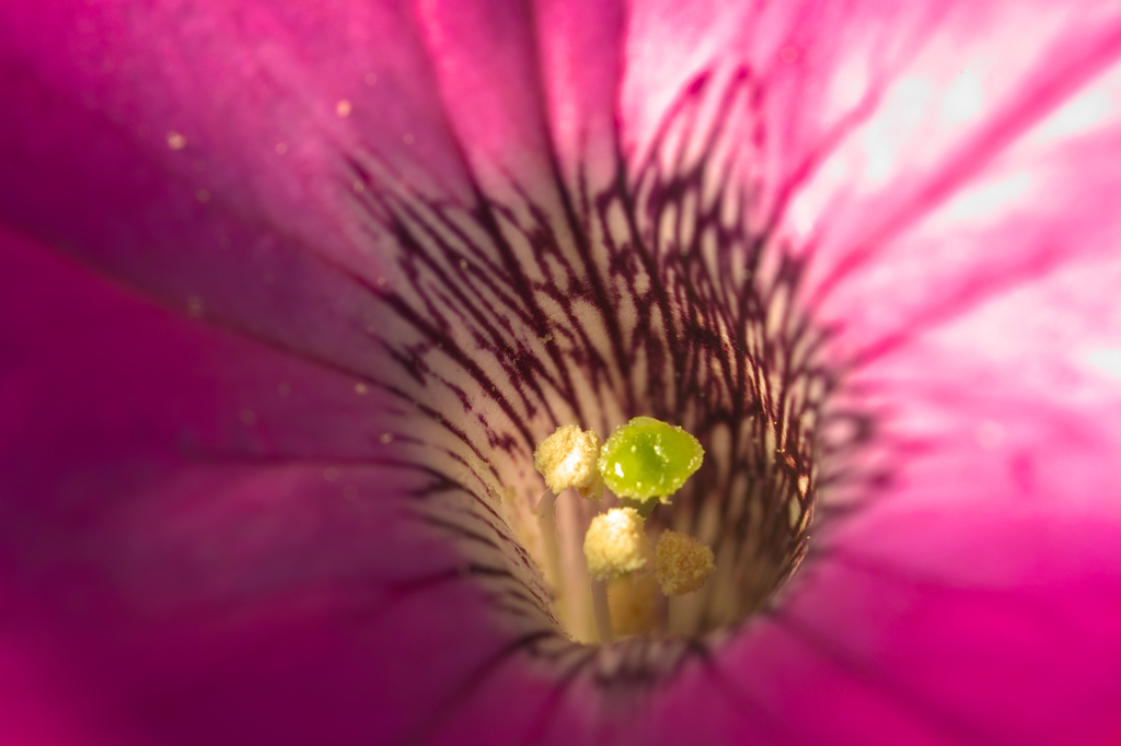 花芯　　ペチュニア