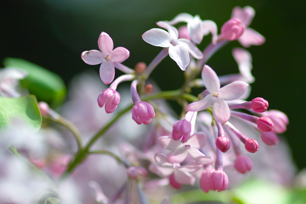 ライラックの花咲く・花びらのグーチョキパ