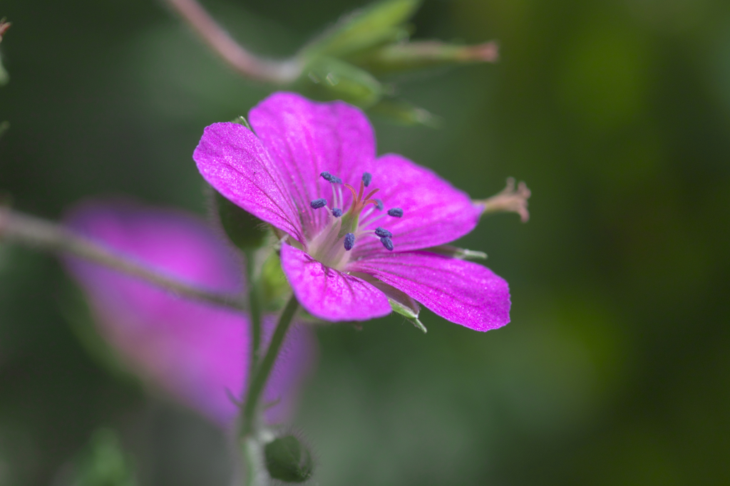 庭の花　ゲンノショウコ　