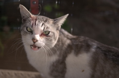 となりのネコちゃん　窓のむこうから威嚇