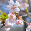 サクラ、サク。５