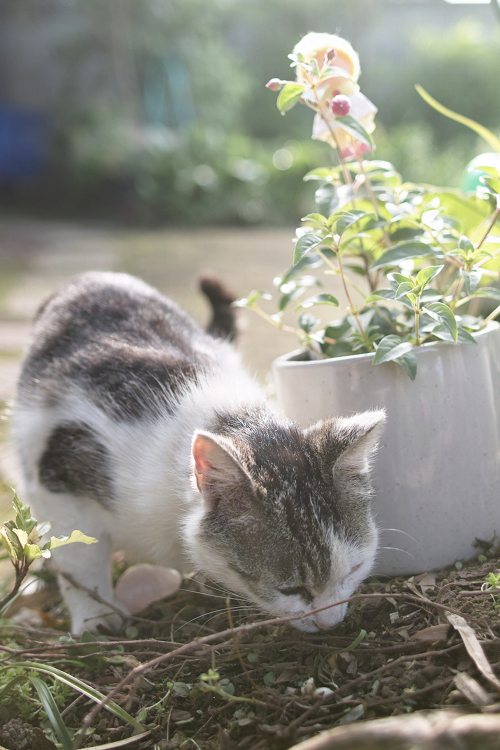 家にくるノラ猫