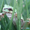  逃げるアマガエル