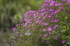 庭の花　イモカタバミ　　5044