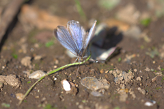 シジミチョウ　はねが虹色