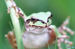 草むらからこんちわアマガエル