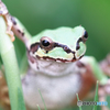 草むらからこんちわアマガエル