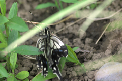 羽の折れたエンジェル　アゲハ蝶⑨　2323