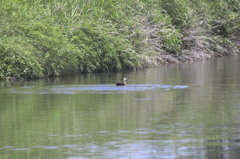 せせらぎの風景　カモ　IMG_4953