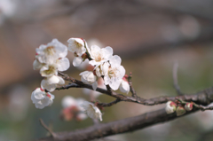 梅の花