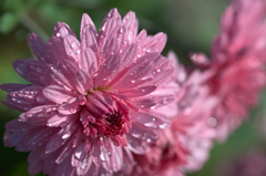 キクの花・ビロードの花びら