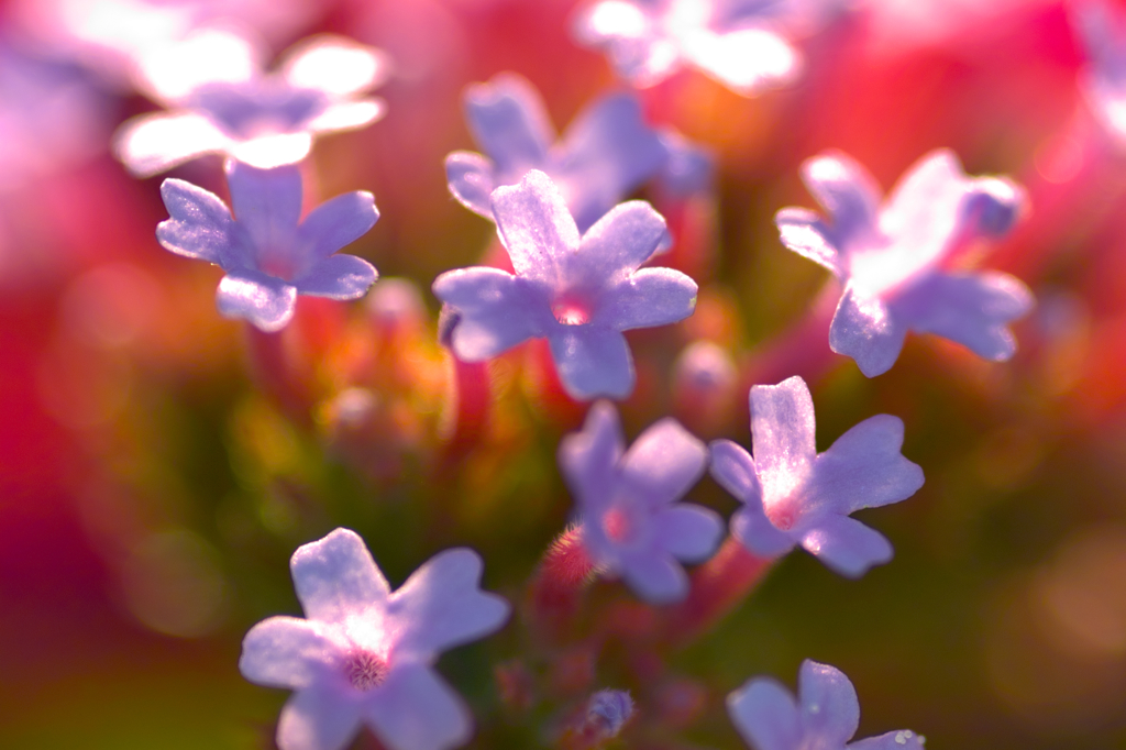 ①ばんざい！ブロッサム （ ヤナギハナガサ、トラノオの花）