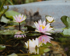 スイレンを植え替えた