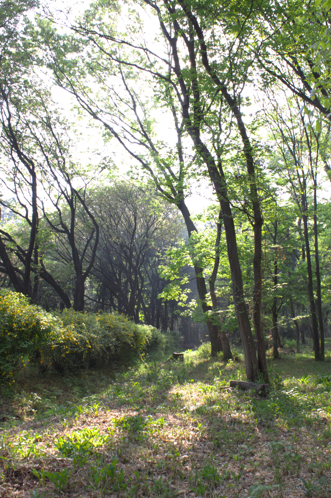 里山の春　朝の光　2051 