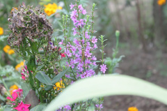 路傍の花