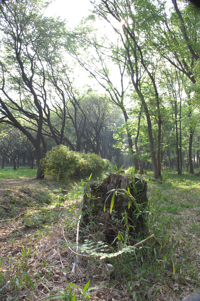 里山の春　きりかぶ