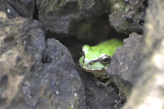 かくれんぼ・アマガエル②