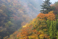五家荘の紅葉